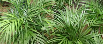 Хризалидокарпус