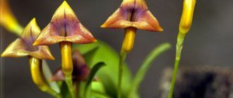 Масдевалия