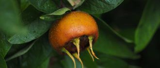 Мушмула в къщата