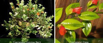 Разновидности на вида Gregarius