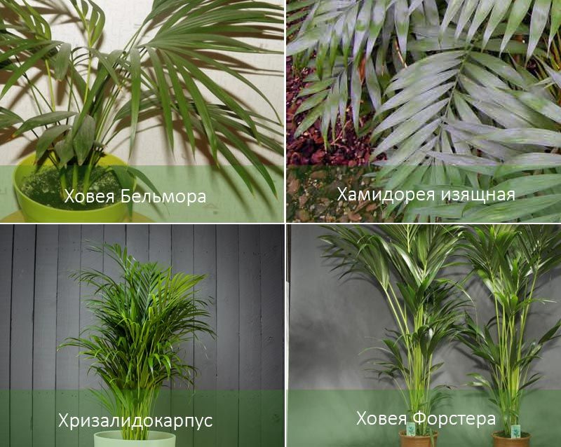 Howea belmoreiana и други видове Някои видове палми
