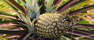 Ананас