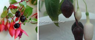 Плодове на фуксия