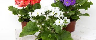 Домашна иглика