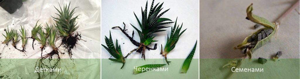 Размножаване на хавортия