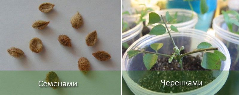 Размножаване на Мурея Мюрейя