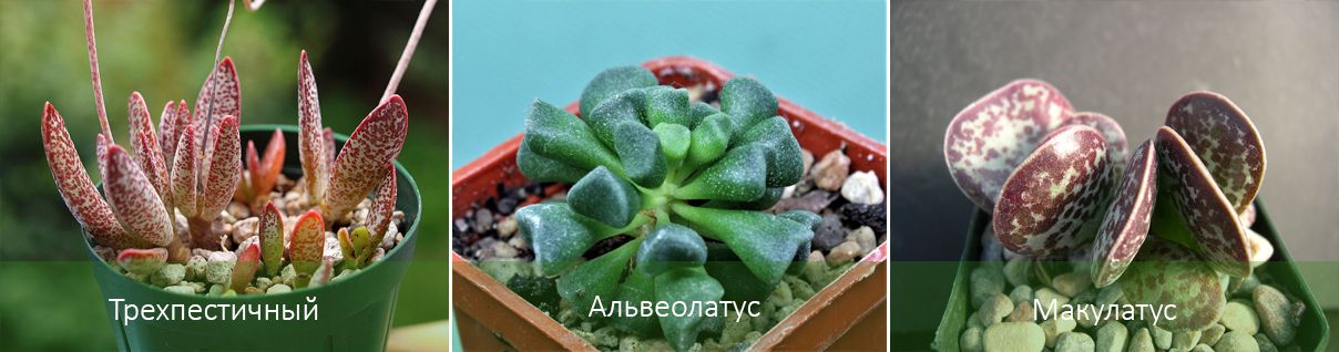 Основните разновидности на Adromischus Разновидности на Адромишус