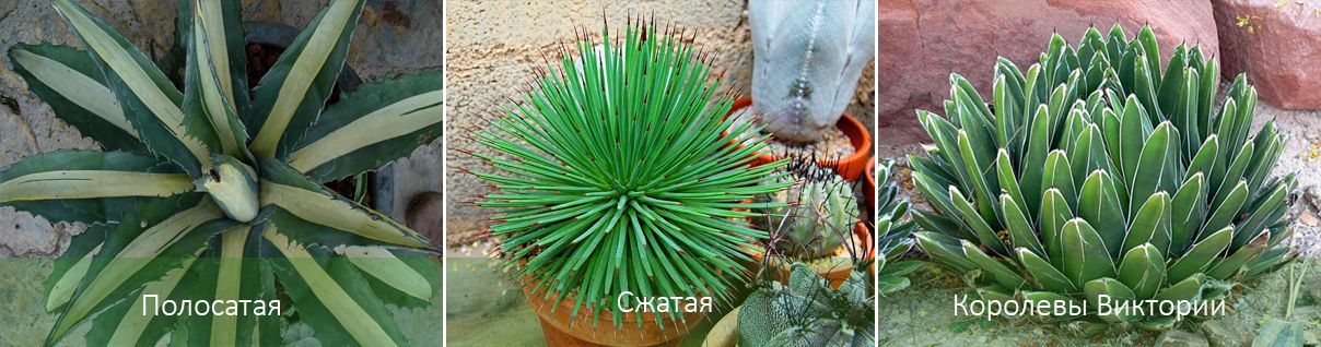 Съществуващи сортове агаве Сортове агаве