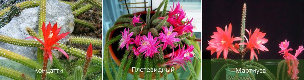 Разновидности на апорокактус