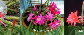 Разновидности на апорокактус