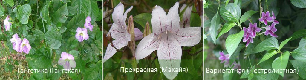 Видове асистазия