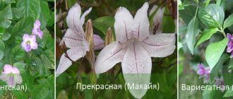 Видове асистазия