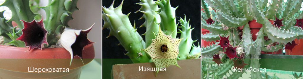 Видове Хуерния