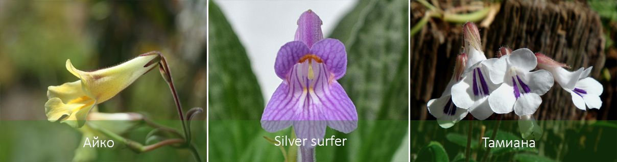 Айко и други видове хирита Видове хирита