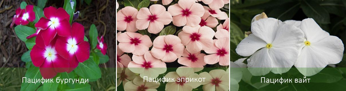 Основните разновидности на катарантуса Видове катарантус