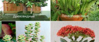 Сортове Crassula