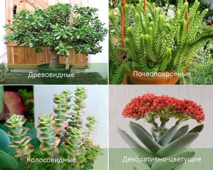 Сортове Crassula