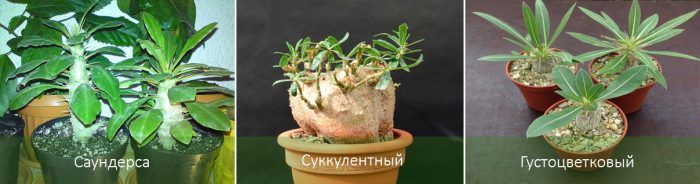 Разновидности на Пахиподиум