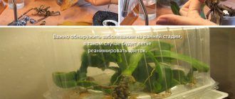 Реанимация на орхидеи