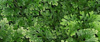 Селагинела