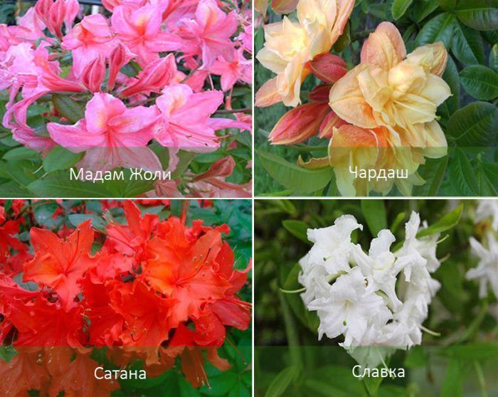 Сортове азалии