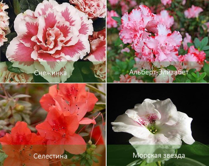 Сортове азалии