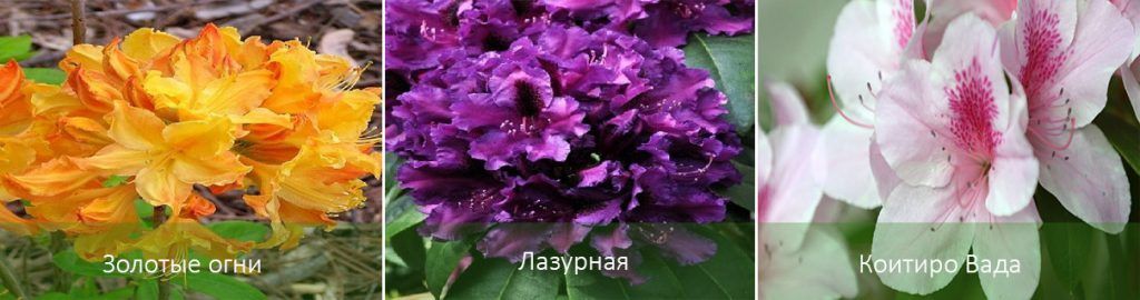 Сортове азалии