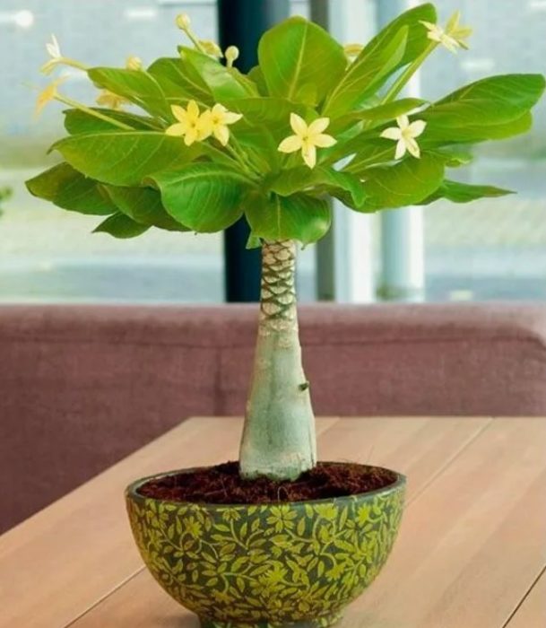 Бригамия инсигнис Бригамия е прекрасна