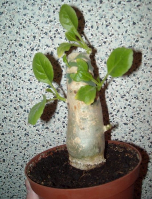 Бригамия е болна Сукулент Brighamia prunata