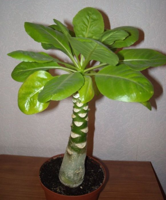 Разрастването на Бригамия Бригамия след зимата