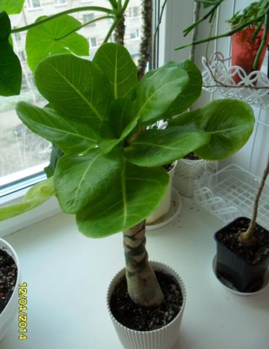 Адениуми и Бригамия Бригамия на перваза на прозореца