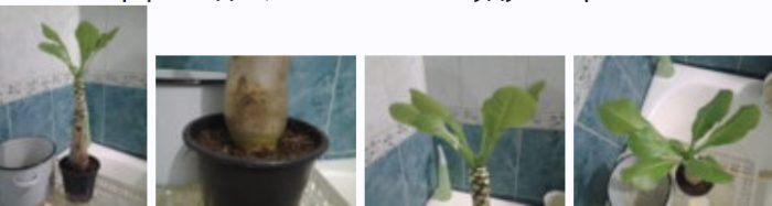 Закупена бригамия Придобита бригамия