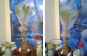 Трансплантирана бригамия Пресаждане на бригамия