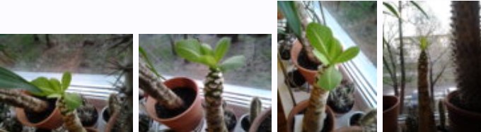 Бригамия след трансплантация Бригамия след трансплантация