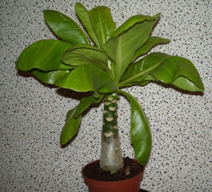 Бригамия вехне Бригамия в къщата