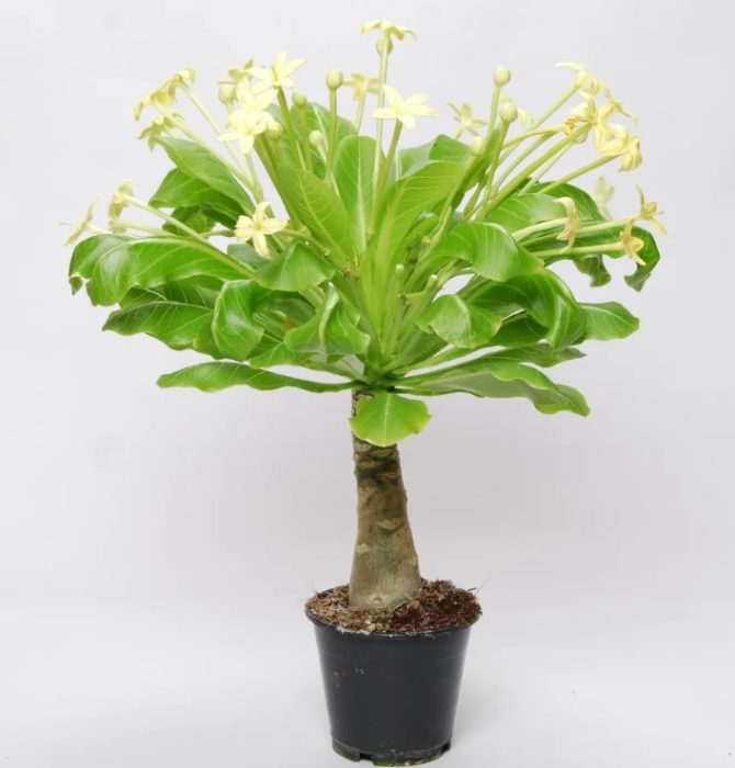 Бригамия Роки Бригамия Роки