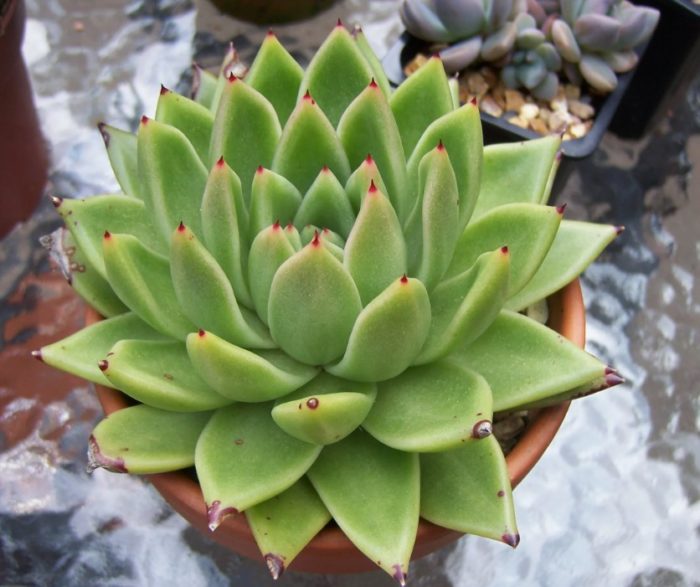 Ехеверия агавоидес