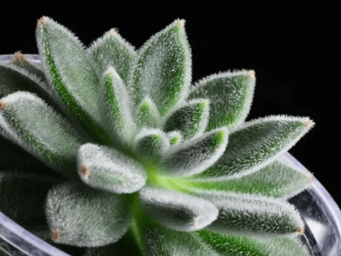 Белокоса ехеверия