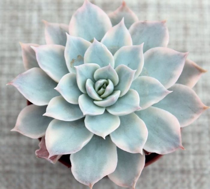 Ехеверия спленденс