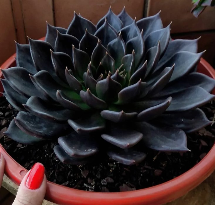 Ечеверия Черен принц