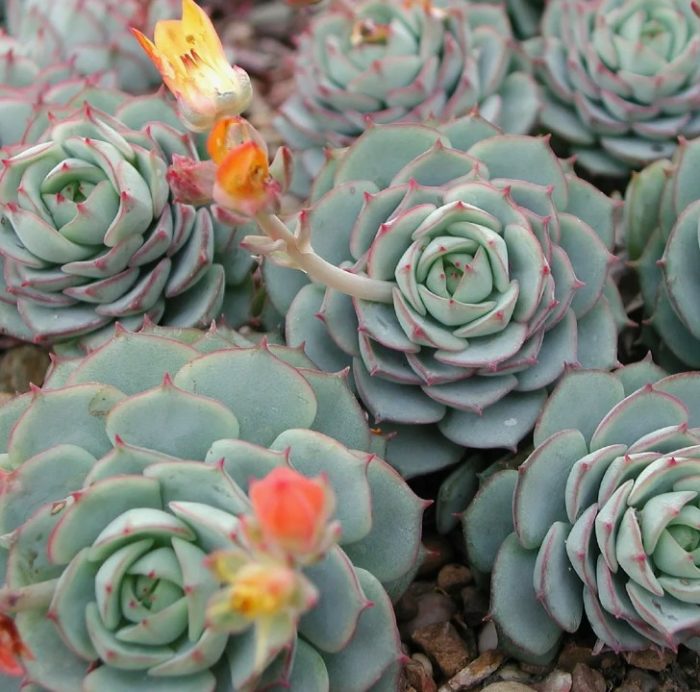 Ехеверия деренберги