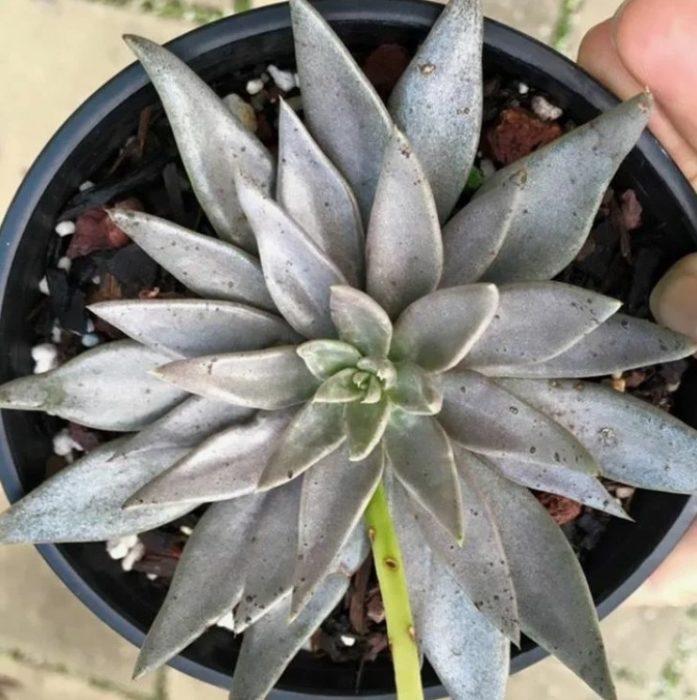 Ечеверия Металика