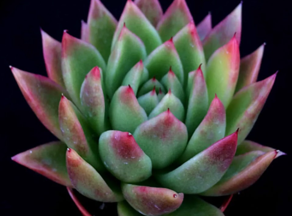 Ечеверия Миранда