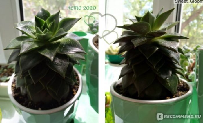 Ехеверия в саксия