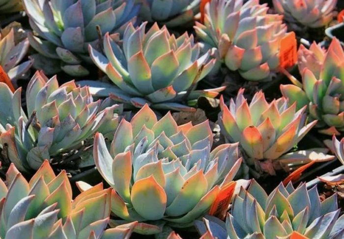 Ехеверия паунови