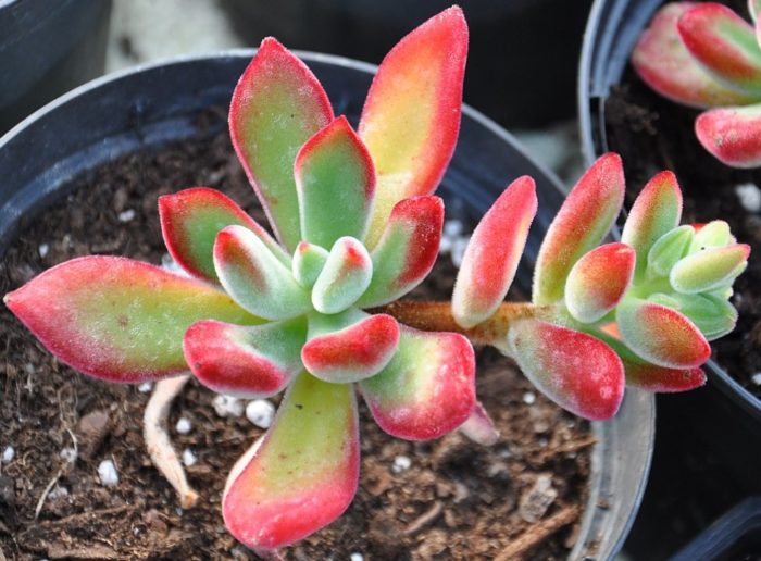 Ехеверия пилосула