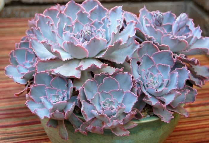 Ечеверия Шоу