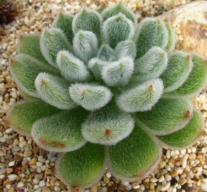 четинеста ехеверия