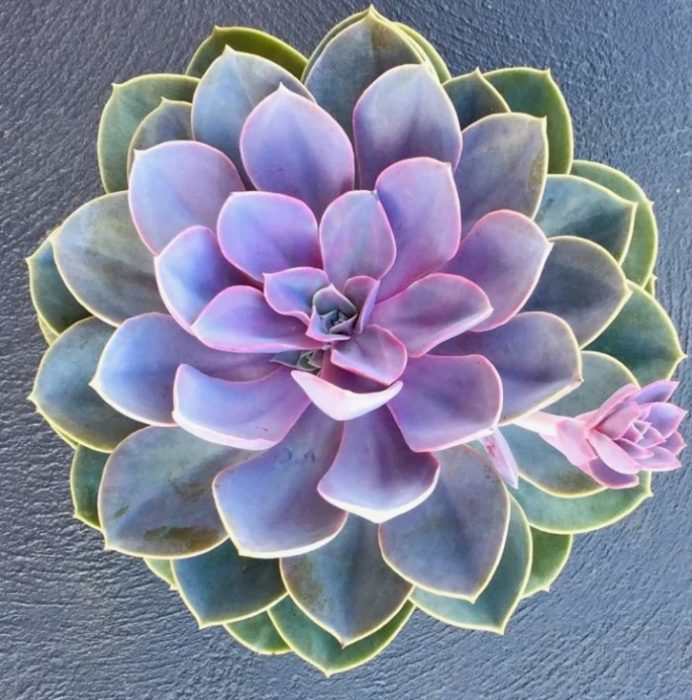 Ечеверия Перла от Нюрнберг