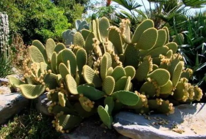 Опунция Шери